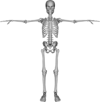 people & skeleton free transparent png image.