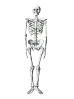 people & Skeleton free transparent png image.