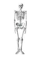 people & skeleton free transparent png image.