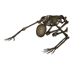 people & skeleton free transparent png image.