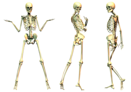 people & Skeleton free transparent png image.
