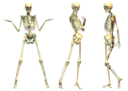 people & skeleton free transparent png image.