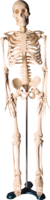 people & skeleton free transparent png image.