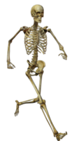 people & skeleton free transparent png image.