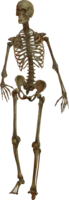 people & skeleton free transparent png image.