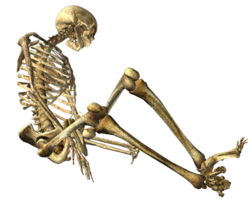 people & skeleton free transparent png image.