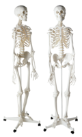 people & skeleton free transparent png image.