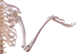 people & Skeleton free transparent png image.