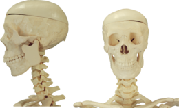 people & skeleton free transparent png image.