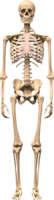 people & skeleton free transparent png image.