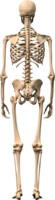 people & Skeleton free transparent png image.