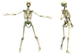 people & skeleton free transparent png image.