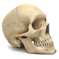 people & skeleton free transparent png image.