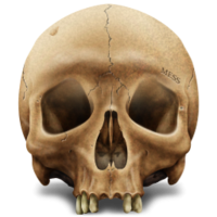 people & skeleton free transparent png image.