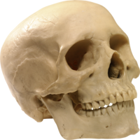 people & skeleton free transparent png image.