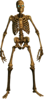 people & Skeleton free transparent png image.