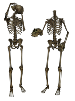 people & skeleton free transparent png image.