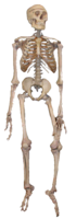 people & skeleton free transparent png image.