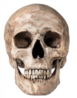 people & Skull free transparent png image.