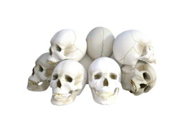 people & skull free transparent png image.