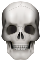 people & Skull free transparent png image.