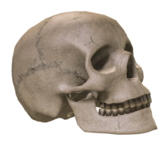 people & skull free transparent png image.