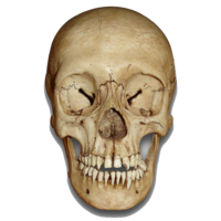 people & skull free transparent png image.