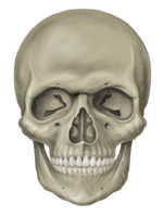 people & Skull free transparent png image.