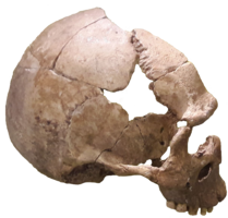 people & Skull free transparent png image.