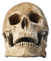 people & Skull free transparent png image.