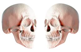 people & Skull free transparent png image.