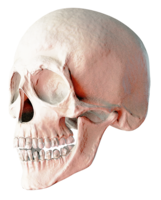 people & Skull free transparent png image.