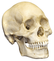 people & skull free transparent png image.