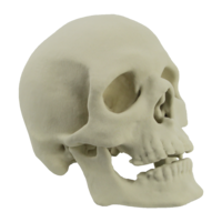 people & skull free transparent png image.