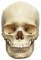 people & skull free transparent png image.