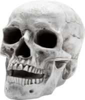 people & skull free transparent png image.