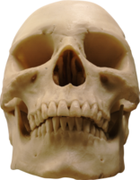 people & Skull free transparent png image.