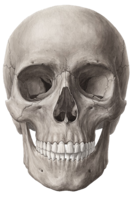 people & Skull free transparent png image.