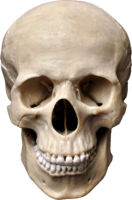 people & skull free transparent png image.