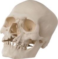 people & skull free transparent png image.