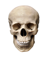 people & Skull free transparent png image.