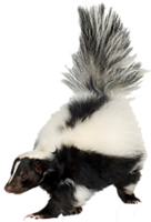 animals & Skunk free transparent png image.