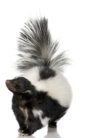 animals & skunk free transparent png image.