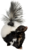 animals & skunk free transparent png image.