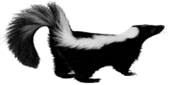 animals & Skunk free transparent png image.