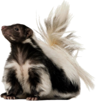 animals & skunk free transparent png image.