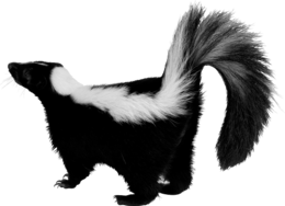 animals & skunk free transparent png image.