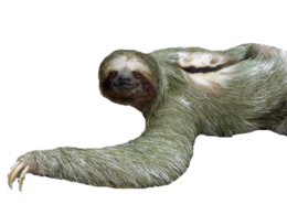 animals & sloth free transparent png image.