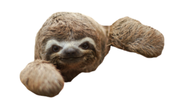 animals & Sloth free transparent png image.