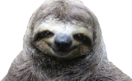 animals & sloth free transparent png image.